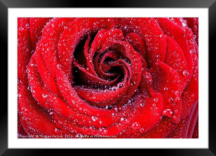 Red rose with waterdrops Framed Mounted Print by Thomas Herzog