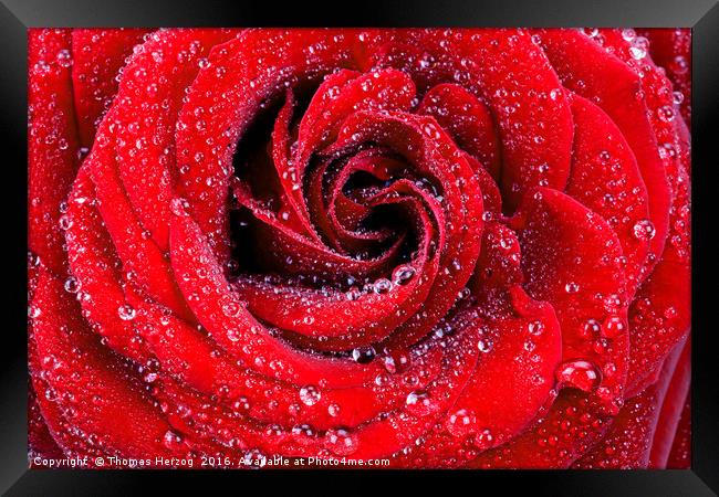 Red rose with waterdrops Framed Print by Thomas Herzog