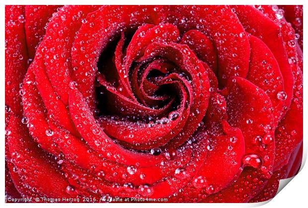 Red rose with waterdrops Print by Thomas Herzog