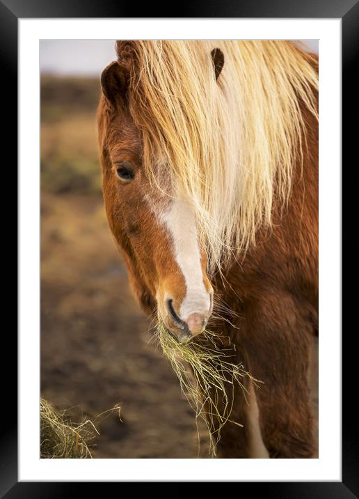 Horse Framed Mounted Print by Svetlana Sewell