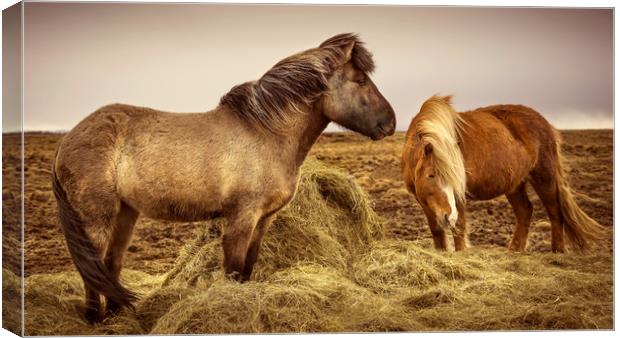 Icelandic Horses Canvas Print by Svetlana Sewell