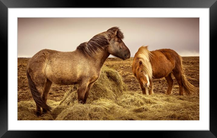 Icelandic Horses Framed Mounted Print by Svetlana Sewell