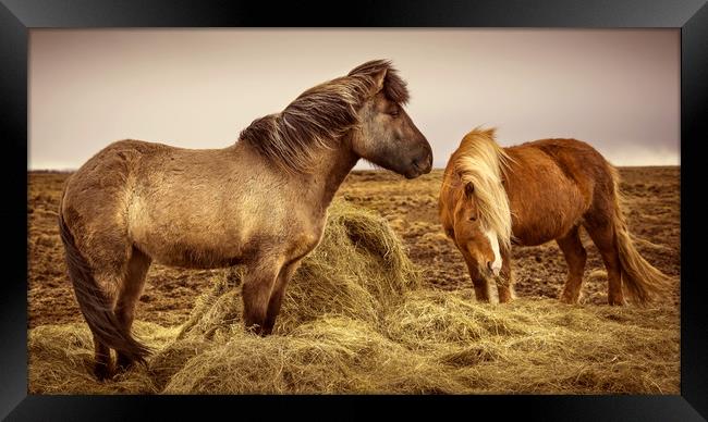 Icelandic Horses Framed Print by Svetlana Sewell