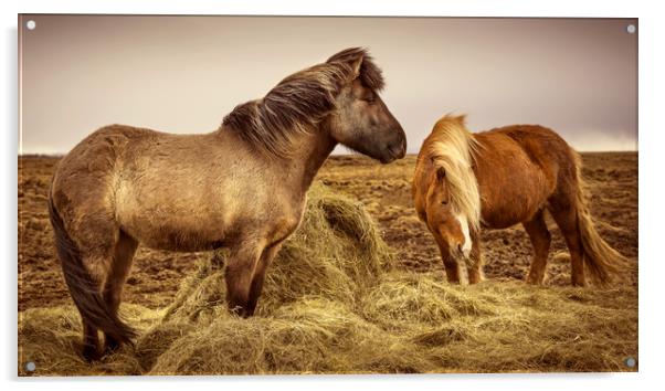 Icelandic Horses Acrylic by Svetlana Sewell