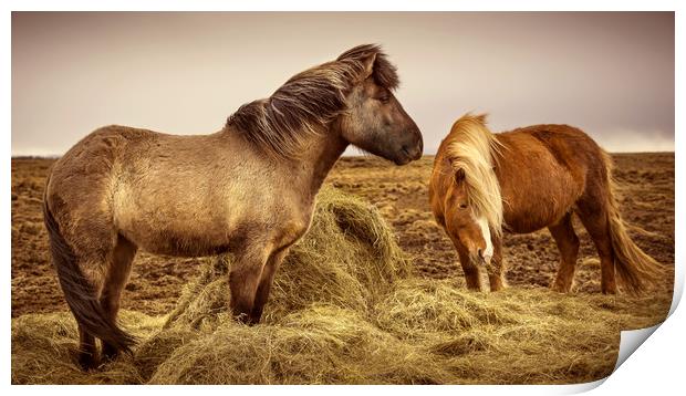 Icelandic Horses Print by Svetlana Sewell