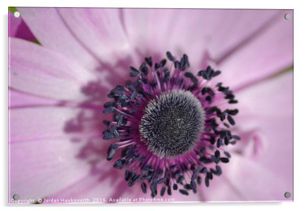 Purple Gerbera Daisy Acrylic by Jordan Hawksworth