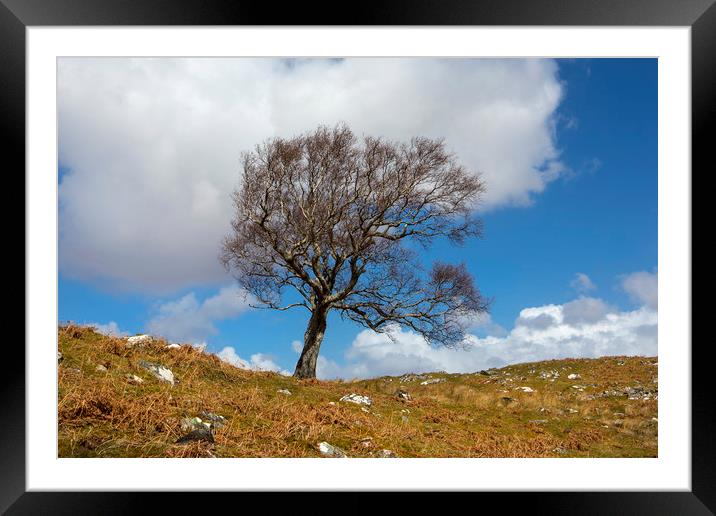 A single tree, Dumfries and Galloway Framed Mounted Print by David Hare