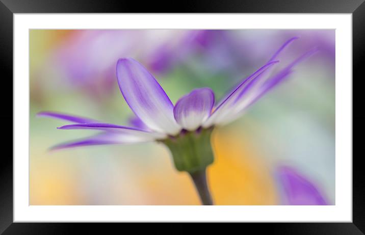 Senetti Flower Framed Mounted Print by Ceri Jones