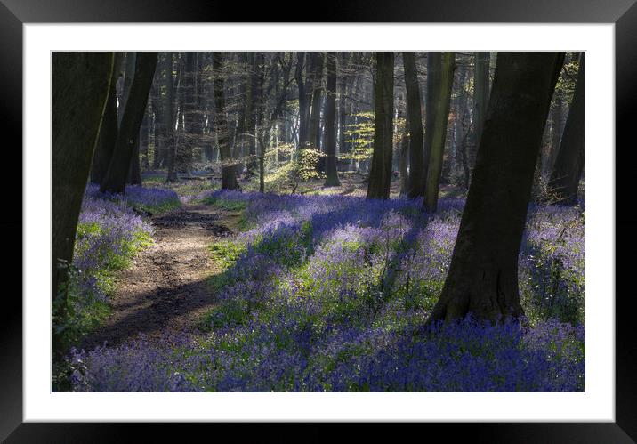 Bluebell Path Framed Mounted Print by Ceri Jones