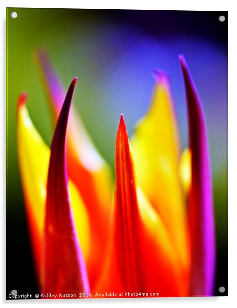 Tulip Fire Acrylic by Ashley Watson