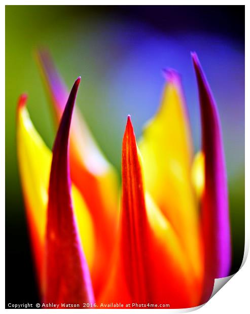 Tulip Fire Print by Ashley Watson