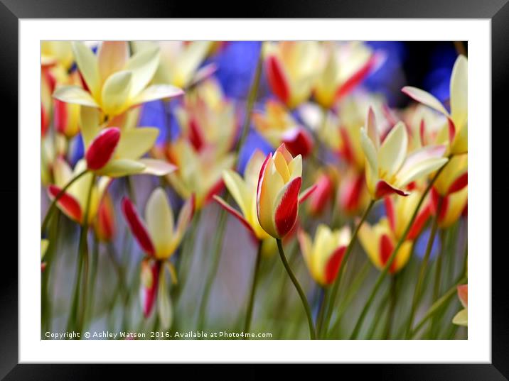 Dancing Tulips Framed Mounted Print by Ashley Watson