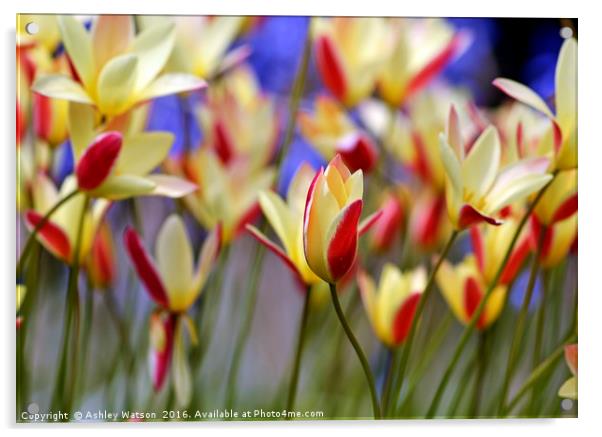Dancing Tulips Acrylic by Ashley Watson