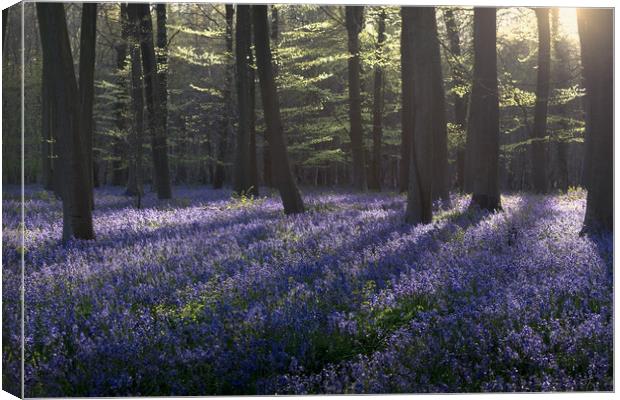 Kingswood Bluebells Canvas Print by Ian Hufton