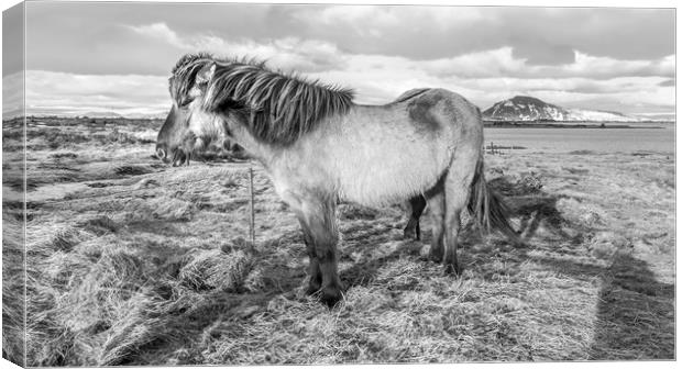 Icelandic ponies Views Canvas Print by Gail Johnson