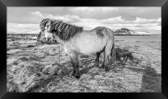 Icelandic ponies Views Framed Print by Gail Johnson