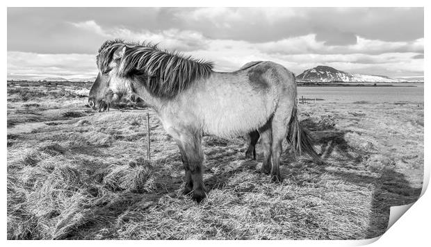 Icelandic ponies Views Print by Gail Johnson