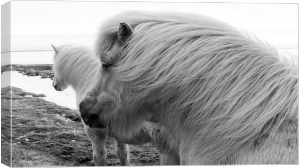 Icelandic Pony Views Canvas Print by Gail Johnson