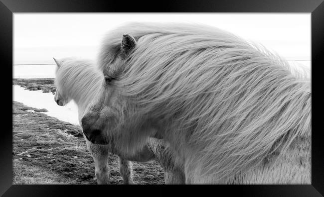Icelandic Pony Views Framed Print by Gail Johnson