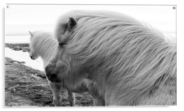 Icelandic Pony Views Acrylic by Gail Johnson