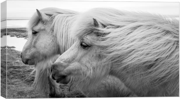 Icelandic Pony Views Canvas Print by Gail Johnson