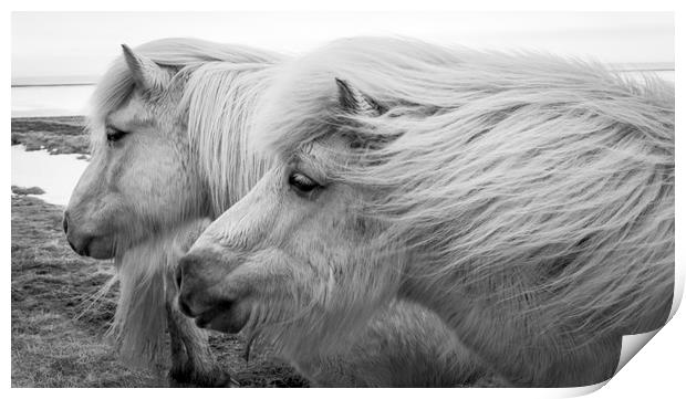 Icelandic Pony Views Print by Gail Johnson