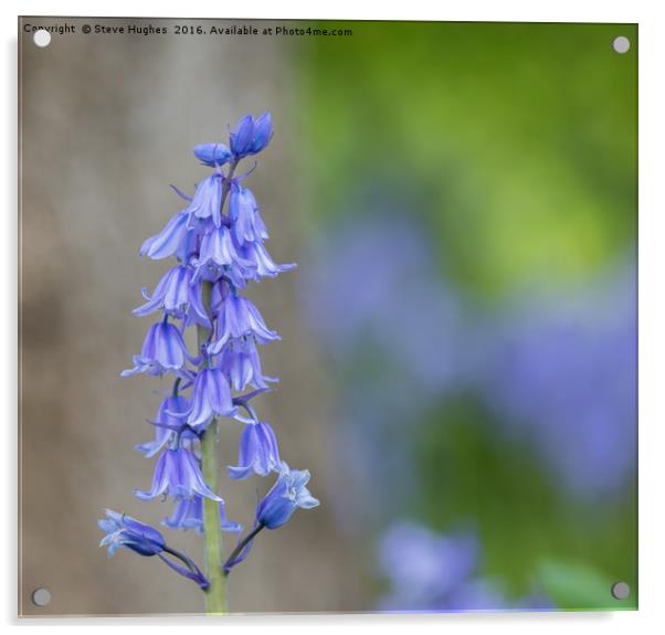 Spring Bluebells Acrylic by Steve Hughes