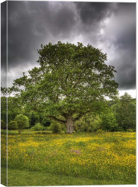 Summer Tree Canvas Print by Mike Gorton