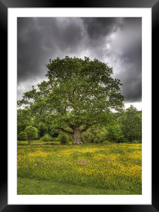 Summer Tree Framed Mounted Print by Mike Gorton