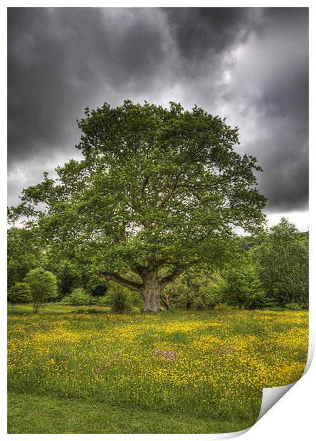 Summer Tree Print by Mike Gorton