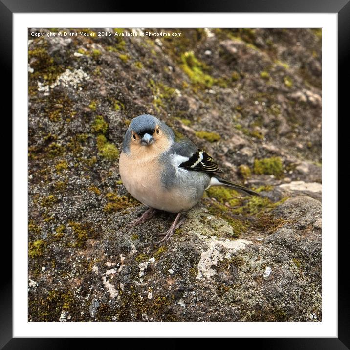Madeiran Chaffinch Framed Mounted Print by Diana Mower