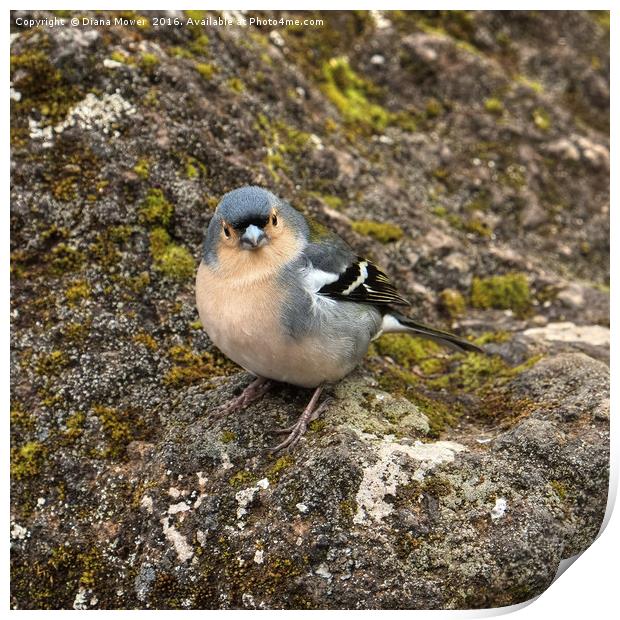 Madeiran Chaffinch Print by Diana Mower