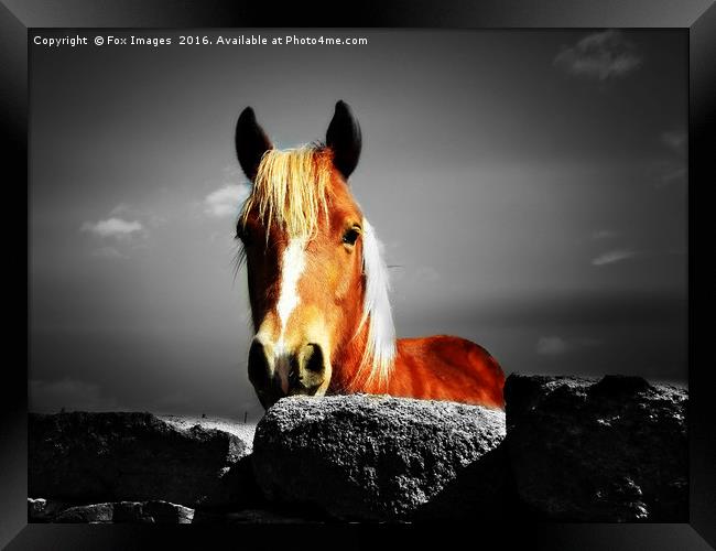 Horse over the wall Framed Print by Derrick Fox Lomax
