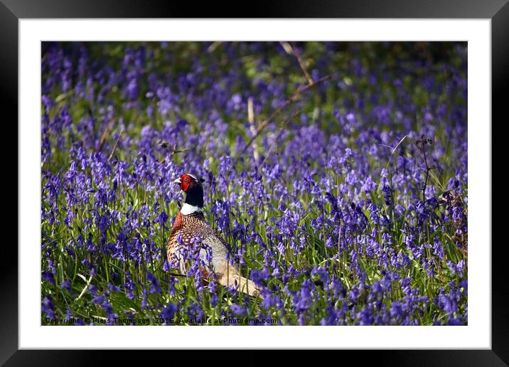 Pheasant in Blue Bell woods, Oxfordshire. Framed Mounted Print by Piers Thompson