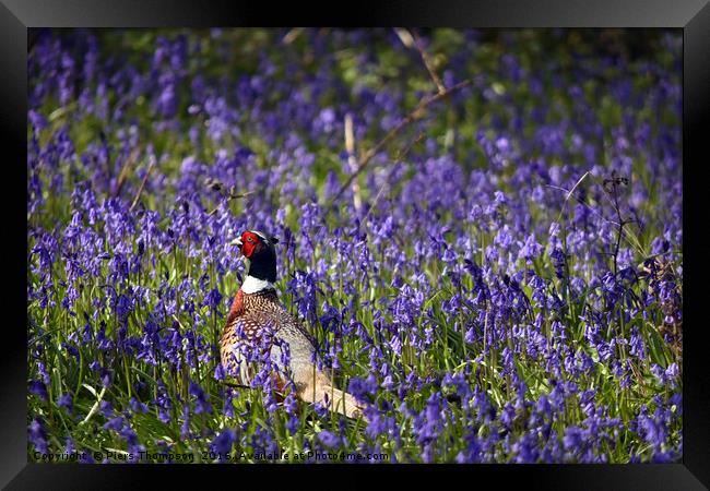 Pheasant in Blue Bell woods, Oxfordshire. Framed Print by Piers Thompson