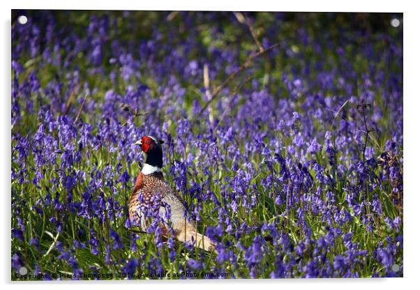 Pheasant in Blue Bell woods, Oxfordshire. Acrylic by Piers Thompson