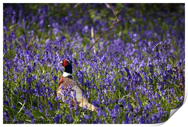 Pheasant in Blue Bell woods, Oxfordshire. Print by Piers Thompson