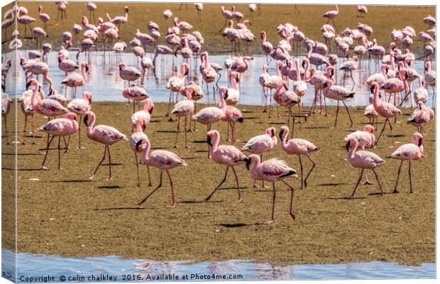 A Flamboyance of Flamingos Canvas Print by colin chalkley