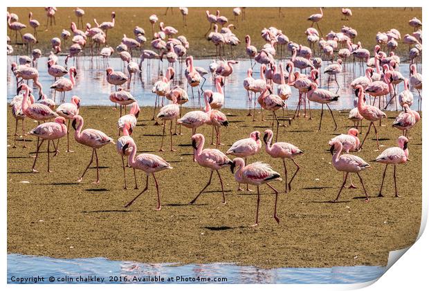 A Flamboyance of Flamingos Print by colin chalkley