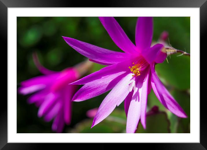 Easter Cactus Framed Mounted Print by Charlotte Moon