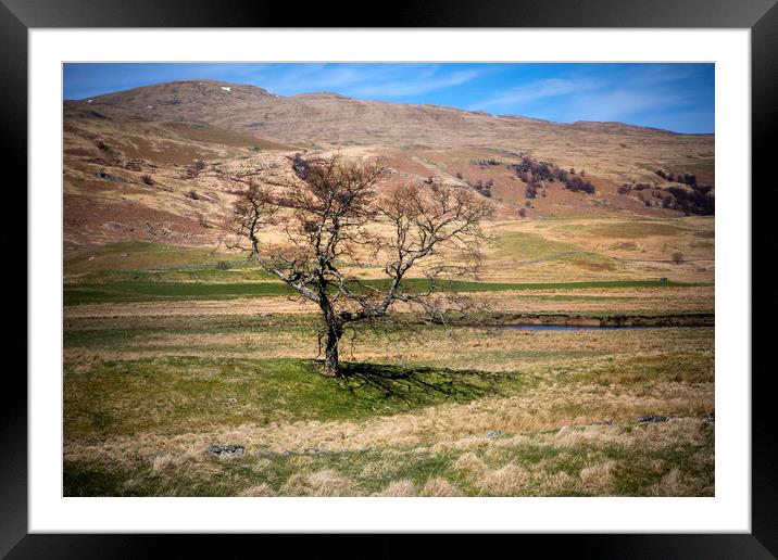 Moorland Tree Framed Mounted Print by David Hare