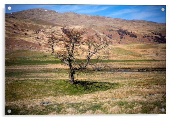 Moorland Tree Acrylic by David Hare