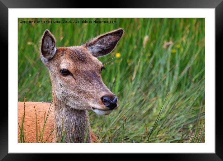 Close up of a female Red Deer Framed Mounted Print by Richard Long