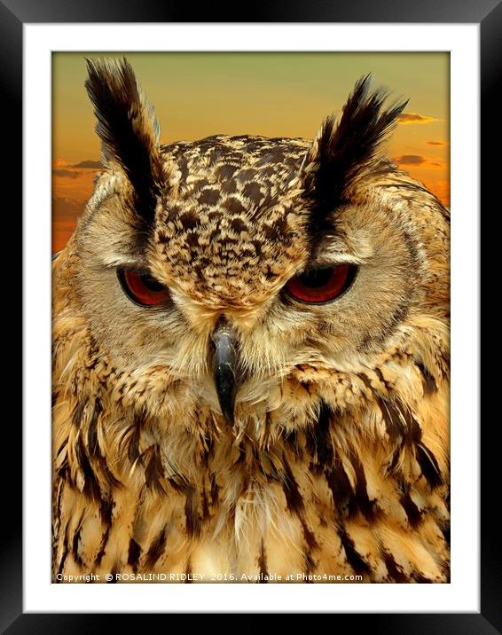 "LONG EARED OWL" Framed Mounted Print by ROS RIDLEY