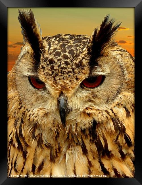 "LONG EARED OWL" Framed Print by ROS RIDLEY