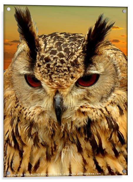 "LONG EARED OWL" Acrylic by ROS RIDLEY