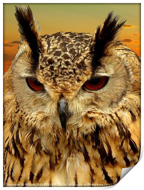 "LONG EARED OWL" Print by ROS RIDLEY