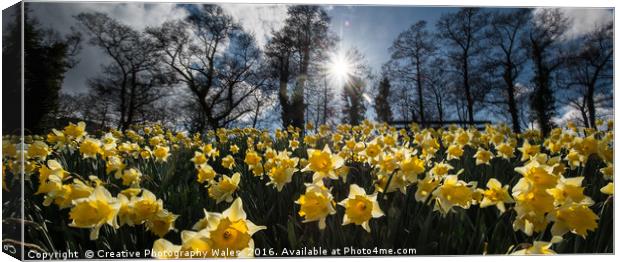 Talybont Daffodils Canvas Print by Creative Photography Wales