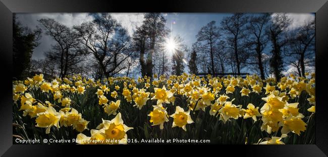 Talybont Daffodils Framed Print by Creative Photography Wales