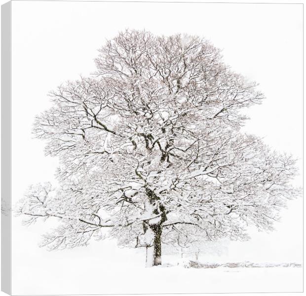 Winter Tree  Canvas Print by chris smith